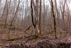 property photo for Blackstone Mountain Phase II Tract 59, 34.95 acres for sale in Clay County, Kentucky