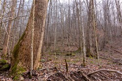 property photo for Blackstone Mountain Phase II Tract 59, 34.95 acres for sale in Clay County, Kentucky
