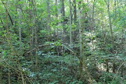 property photo for Cumberland Ridge Ranch Tract 10, 10.91 acres for sale in Cumberland County, Kentucky