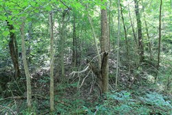property photo for Cumberland Ridge Ranch Tract 10, 10.91 acres for sale in Cumberland County, Kentucky
