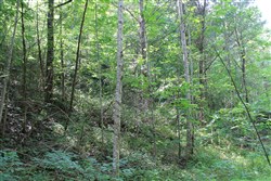 property photo for Cumberland Ridge Ranch Tract 10, 10.91 acres for sale in Cumberland County, Kentucky