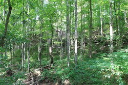 property photo for Cumberland Ridge Ranch Tract 10, 10.91 acres for sale in Cumberland County, Kentucky