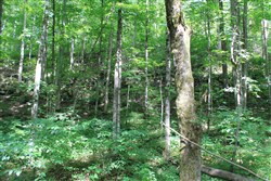 property photo for Cumberland Ridge Ranch Tract 10, 10.91 acres for sale in Cumberland County, Kentucky