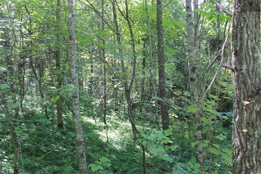 Tract 11 at Cumberland Ridge Ranch in Cumberland County, Kentucky