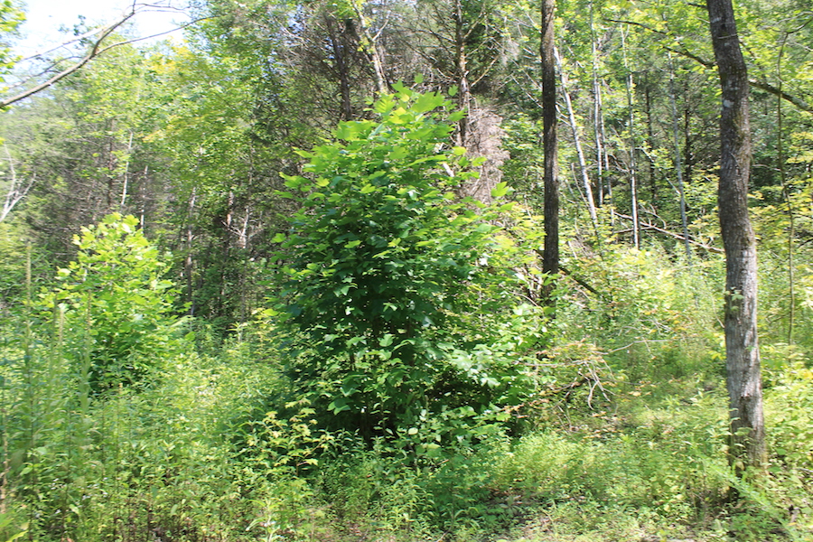 Tract 2 at Cumberland Ridge Ranch in Cumberland County, Kentucky