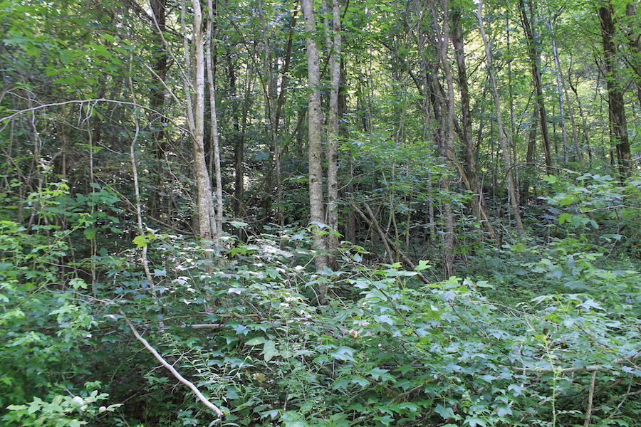 Tract 9 at Cumberland Ridge Ranch in Cumberland County, Kentucky