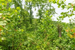 property photo for Rivers Edge Tract 14, 5.09 acres for sale in Jackson County, Kentucky