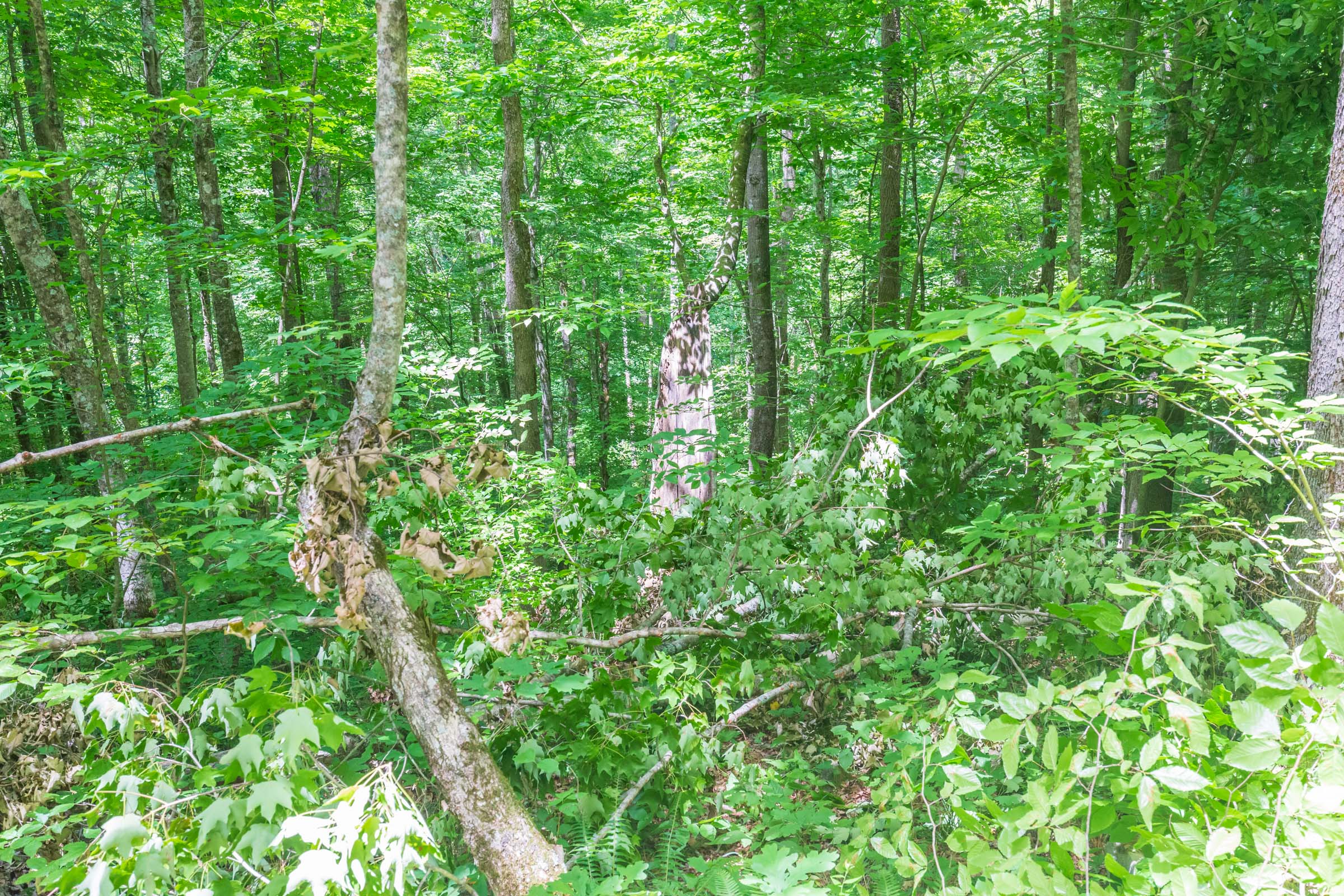 Tract 17 at Rivers Edge in Jackson County, Kentucky