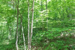 property photo for Rivers Edge Tract 19, 7.36 acres for sale in Jackson County, Kentucky
