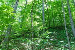 property photo for Rivers Edge Tract 19, 7.36 acres for sale in Jackson County, Kentucky