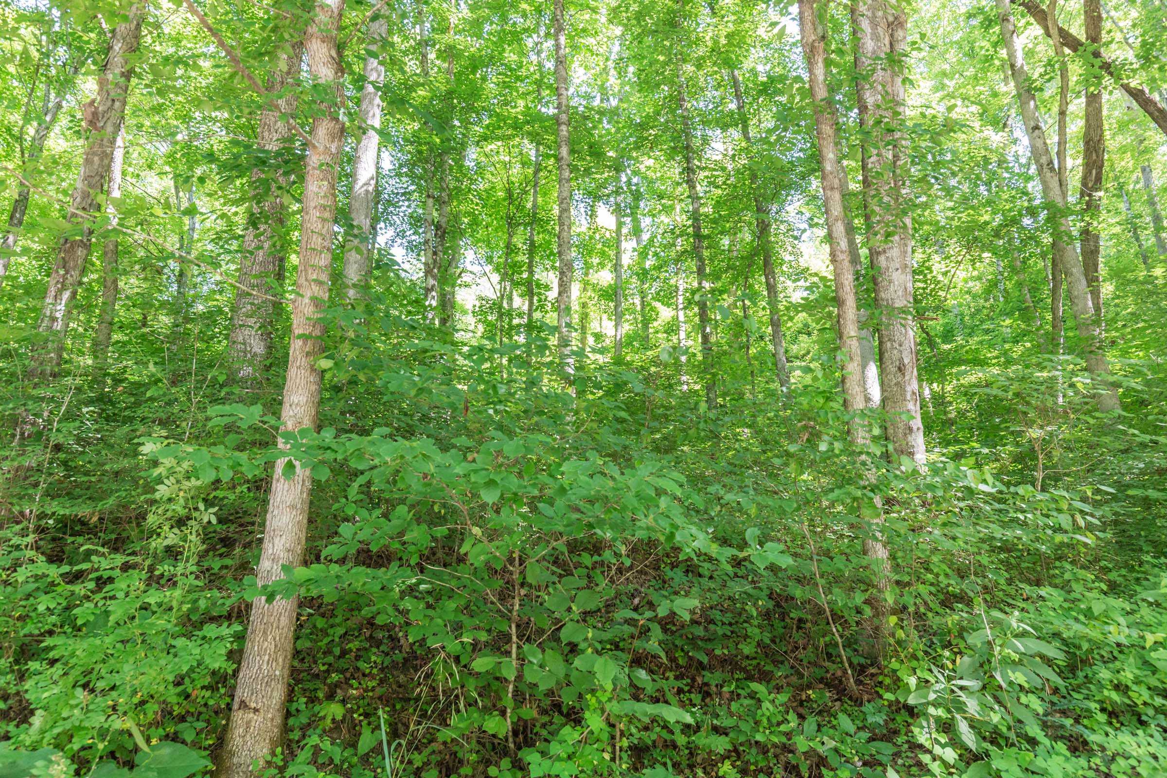 Tract 41 at Rivers Edge in Jackson County, Kentucky