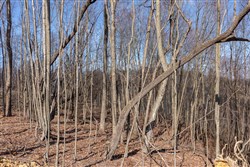property photo for Creek Hollow Phase I Tract 9, 5.39 acres for sale in Rockcastle County, Kentucky