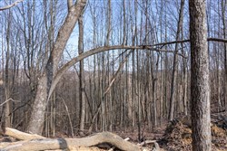 property photo for Creek Hollow Phase I Tract 9, 5.39 acres for sale in Rockcastle County, Kentucky