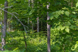 property photo for Creek Hollow Phase II Tract 67, 6.76 acres for sale in Rockcastle County, Kentucky