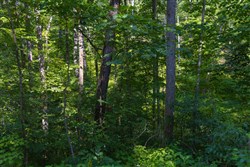 property photo for Creek Hollow Phase II Tract 67, 6.76 acres for sale in Rockcastle County, Kentucky