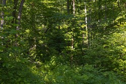 property photo for Creek Hollow Phase II Tract 67, 6.76 acres for sale in Rockcastle County, Kentucky