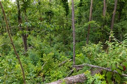 property photo for Creek Hollow Phase II Tract 67, 6.76 acres for sale in Rockcastle County, Kentucky