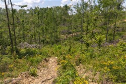 property photo for Creek Hollow Phase II Tract 71, 13.01 acres for sale in Rockcastle County, Kentucky