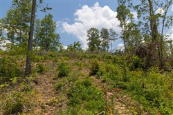 property photo for Creek Hollow Phase II Tract 71, 13.01 acres for sale in Rockcastle County, Kentucky