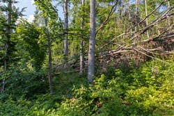 property photo for Creek Hollow Phase II Tract 84, 5.69 acres for sale in Rockcastle County, Kentucky
