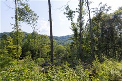 property photo for Creek Hollow Phase II Tract 84, 5.69 acres for sale in Rockcastle County, Kentucky