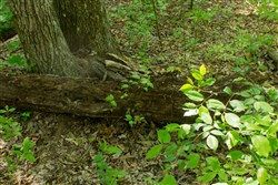 property photo for Trails End Tract 20, 12.54 acres for sale in Rockcastle County, Kentucky