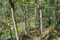 property photo for Wounded Oak Tract 2, 5.14 acres for sale in Rockcastle County, Kentucky