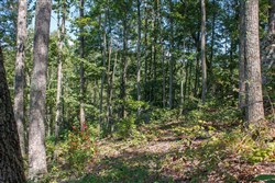 property photo for Wounded Oak Tract 2, 5.14 acres for sale in Rockcastle County, Kentucky
