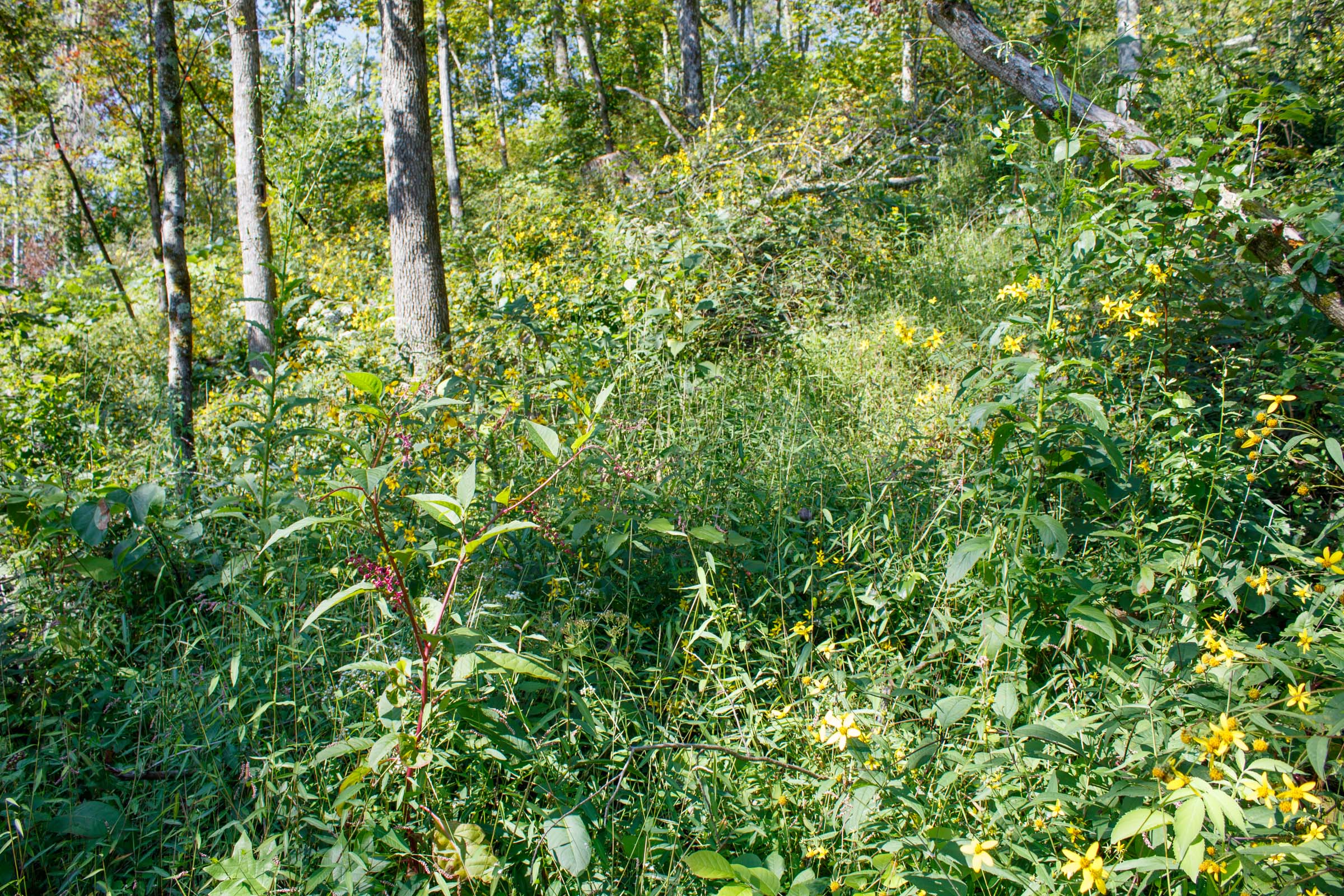 Tract 20 at Wounded Oak in Rockcastle County, Kentucky