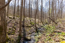property photo for Woodland Heights Tract 14, 7.36 acres for sale in Wayne County, Kentucky