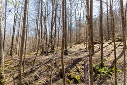 property photo for Woodland Heights Tract 14, 7.36 acres for sale in Wayne County, Kentucky