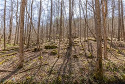 property photo for Woodland Heights Tract 14, 7.36 acres for sale in Wayne County, Kentucky