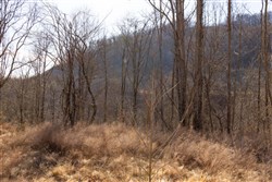 property photo for Jade Pass Tract 33, 7.65 acres for sale in Whitley County, Kentucky