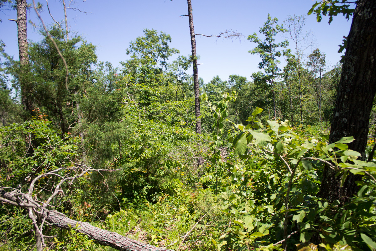 Tract 10 at Timber Crossing in Douglas County, Missouri