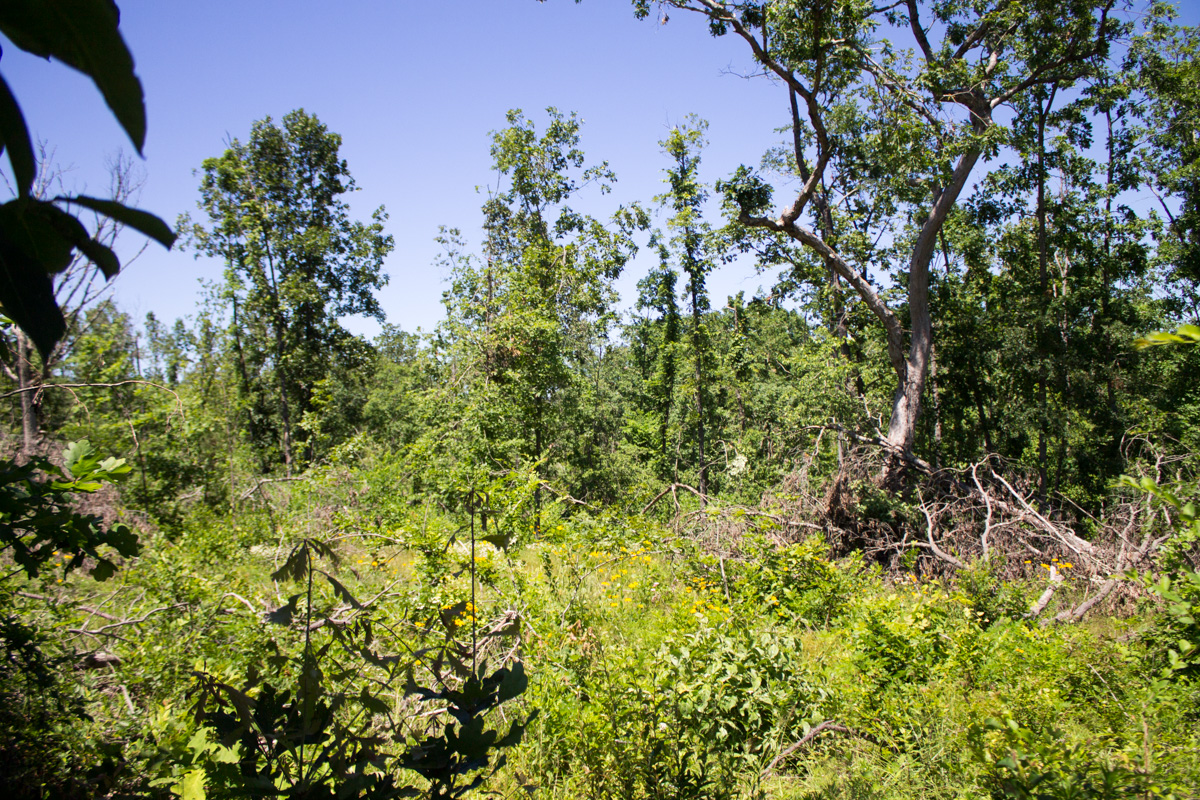 Tract 11 at Timber Crossing in Douglas County, Missouri