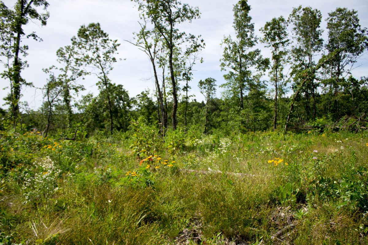 Tract 13 at Timber Crossing in Douglas County, Missouri