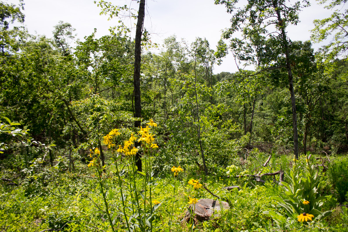 Tract 14 at Timber Crossing in Douglas County, Missouri