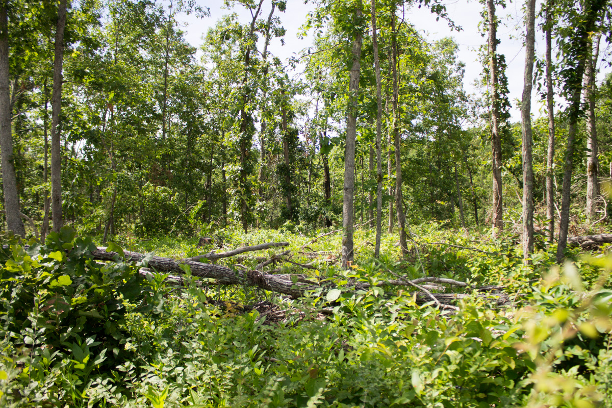 Tract 15 at Timber Crossing in Douglas County, Missouri