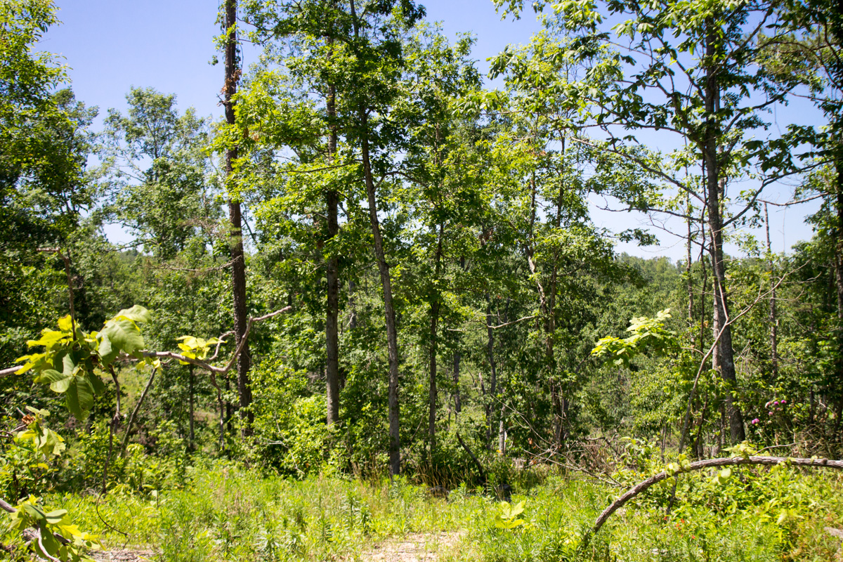 Tract 16 at Timber Crossing in Douglas County, Missouri