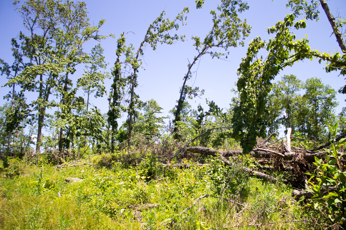 Tract 17 at Timber Crossing in Douglas County, Missouri