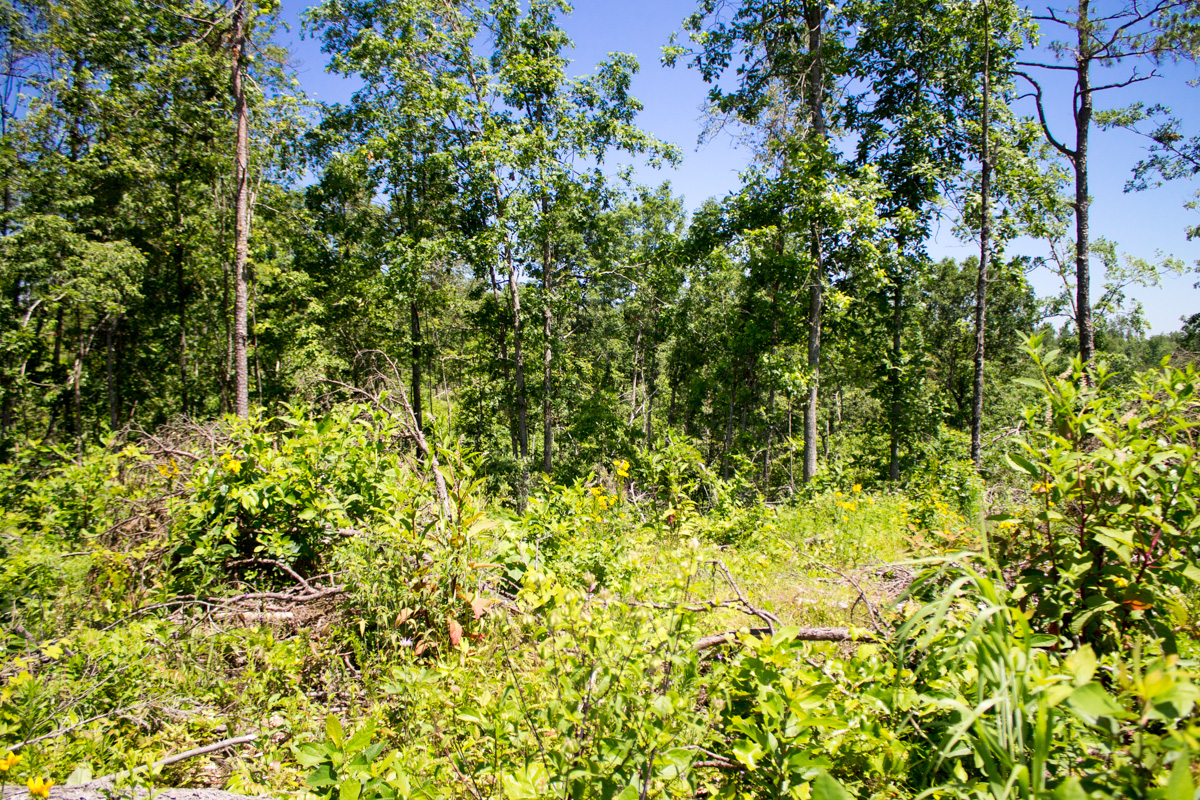 Tract 20 at Timber Crossing in Douglas County, Missouri