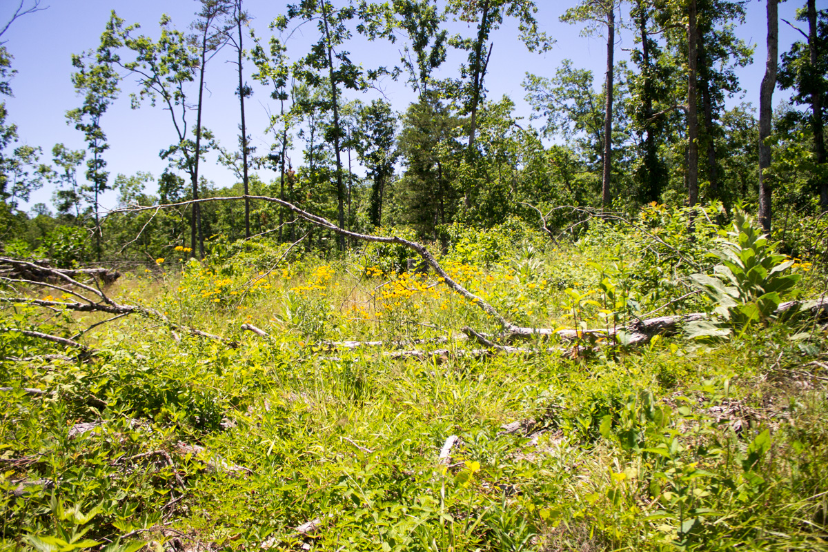 Tract 24 at Timber Crossing in Douglas County, Missouri