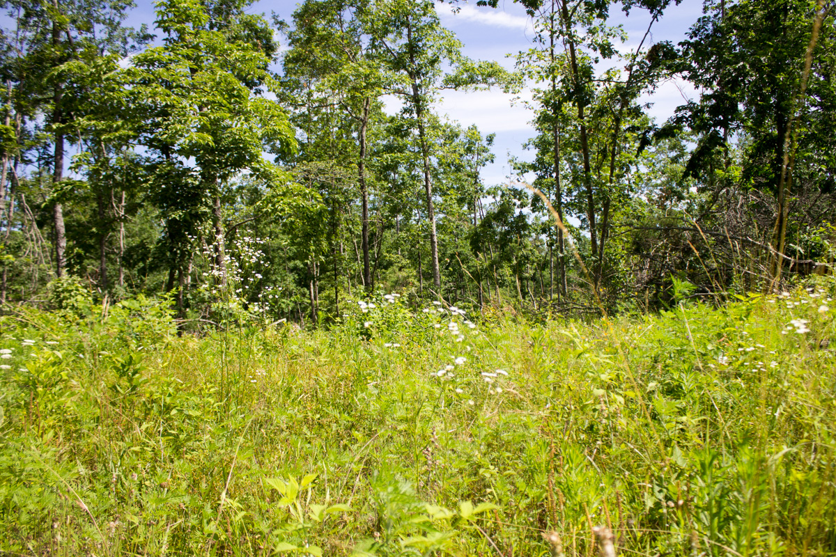 Tract 28 at Timber Crossing in Douglas County, Missouri