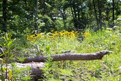 property photo for Timber Crossing Tract 29, 16.07 acres for sale in Douglas County, Missouri