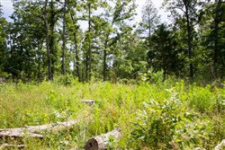 property photo for Timber Crossing Tract 29, 16.07 acres for sale in Douglas County, Missouri