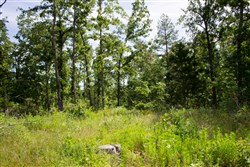 property photo for Timber Crossing Tract 29, 16.07 acres for sale in Douglas County, Missouri