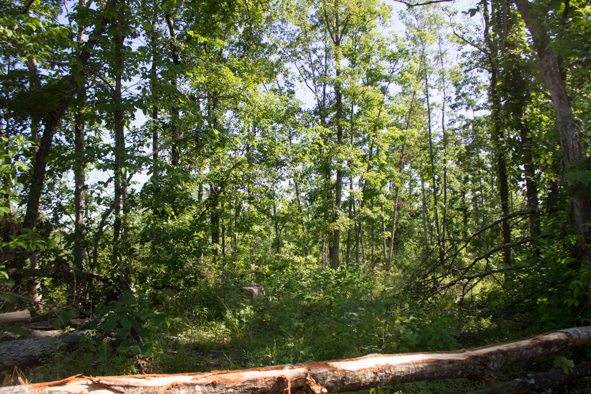 Tract 3 at Timber Crossing in Douglas County, Missouri