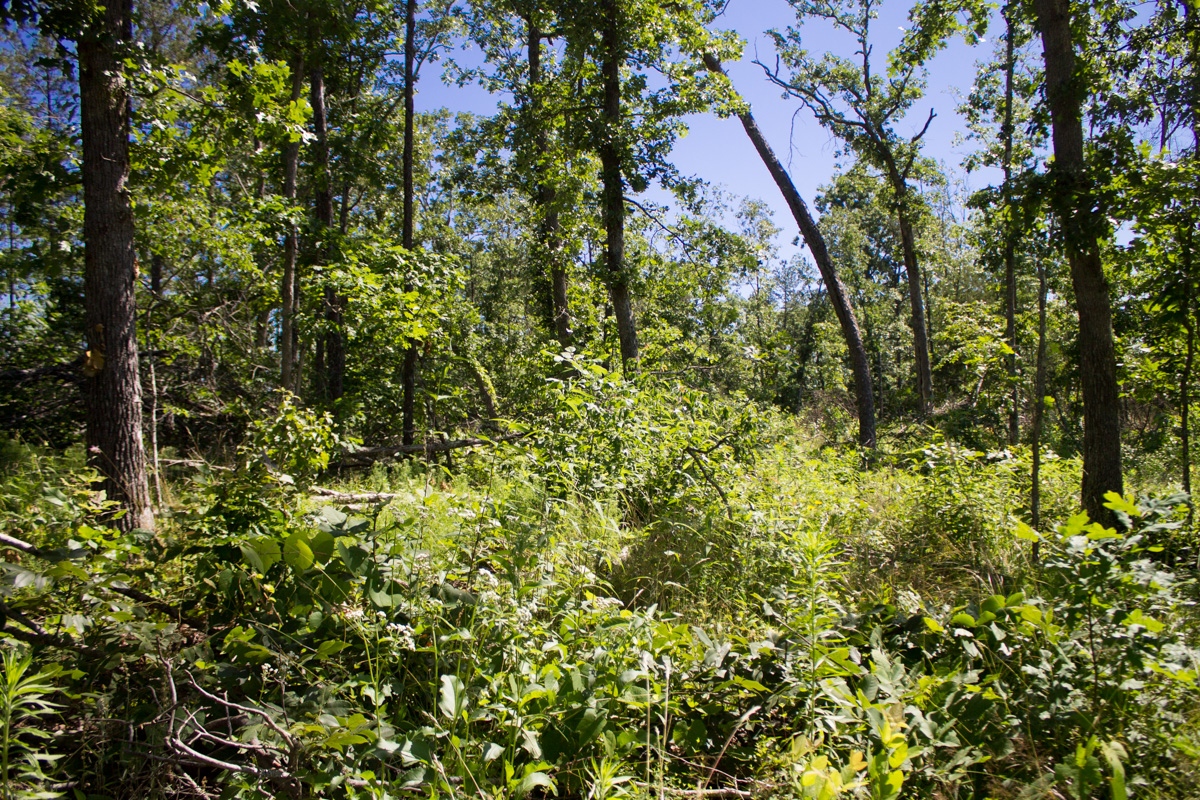 Tract 32 at Timber Crossing in Douglas County, Missouri