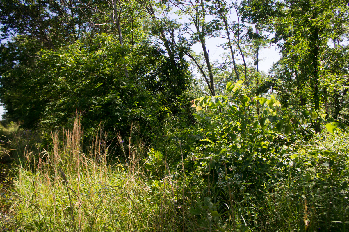 Tract 4 at Timber Crossing in Douglas County, Missouri