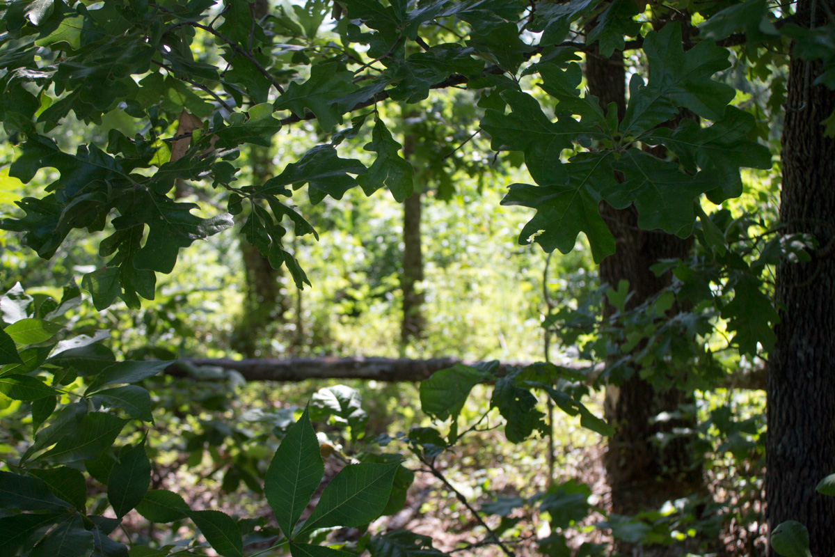Tract 5 at Timber Crossing in Douglas County, Missouri